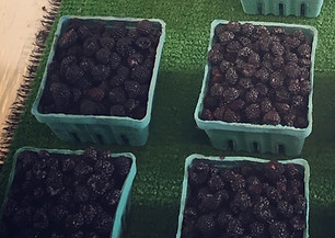 Raspberries available for pick yourown at Mathias Farms in Niagara