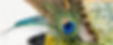 Kobayashi Hat 2-03_edited.jpg