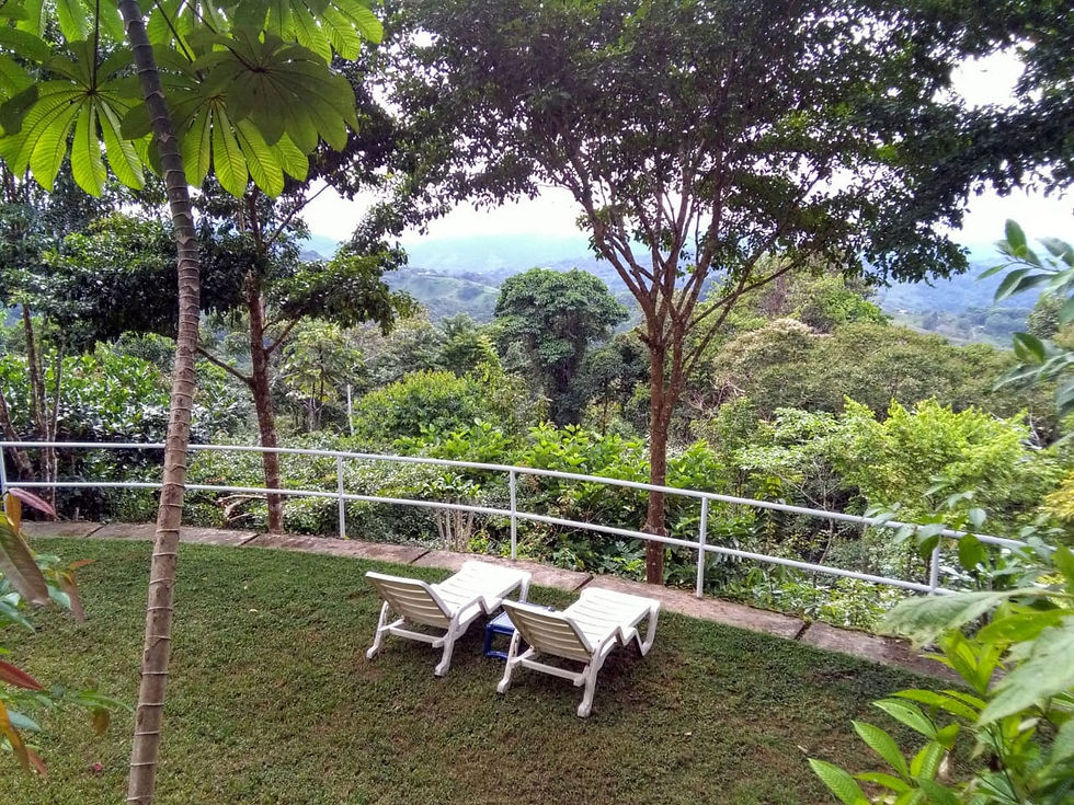 Miniatura: Casa Verde Tinamastes
