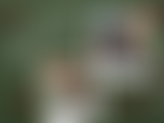 ✨ Der Schwan-Adventskalender ist eröffnet! ✨