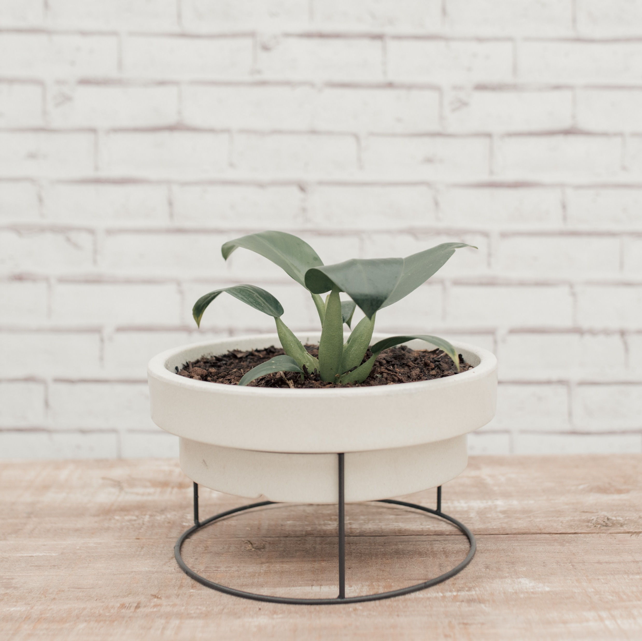 Pacová Vaso com Suporte