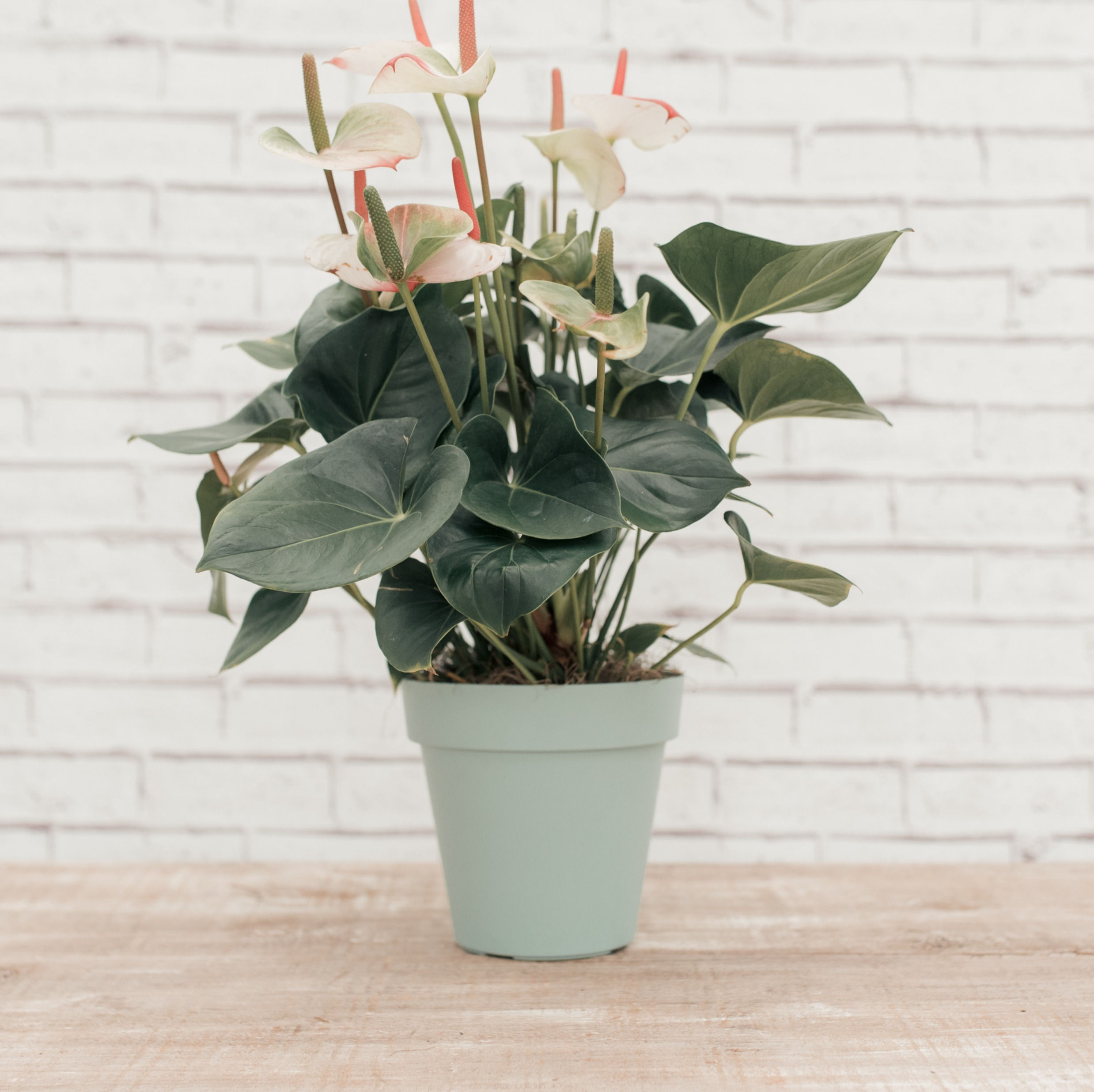 Antúrio Vaso Pendente