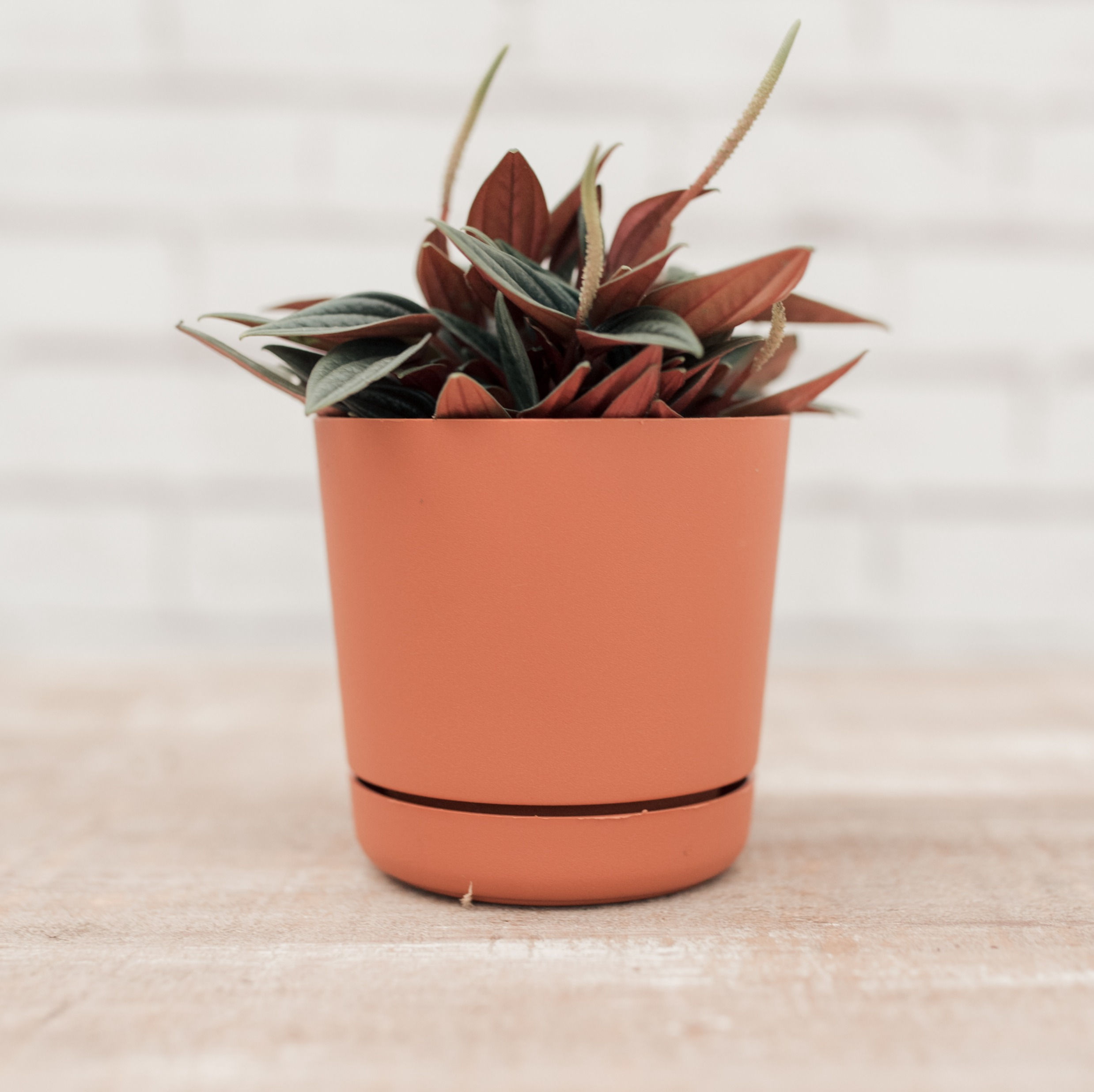 Peperomia Caperata Vaso Prato Acoplado