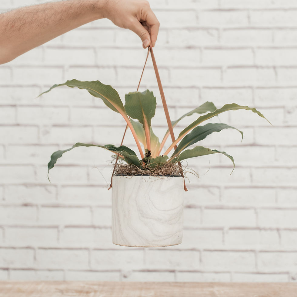 Miniatura: Clorofito Lumina Vaso Pendente