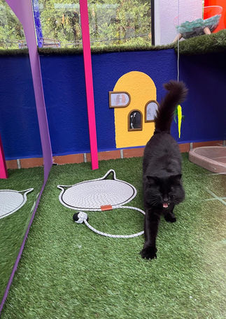 Kitty Religion Cat Hotel Randburg Craighall Park Cat accommodation cattery 