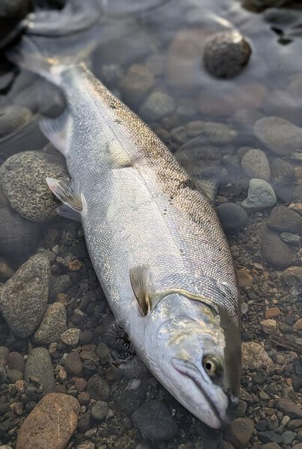 サクラマス釣果情報