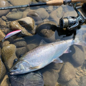 サクラマス釣果報告