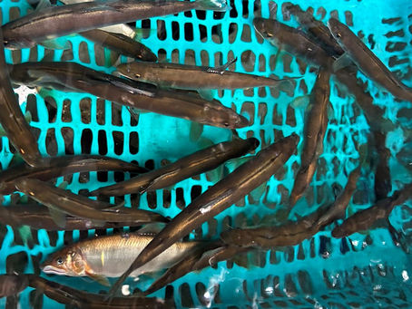 鮎釣り情報