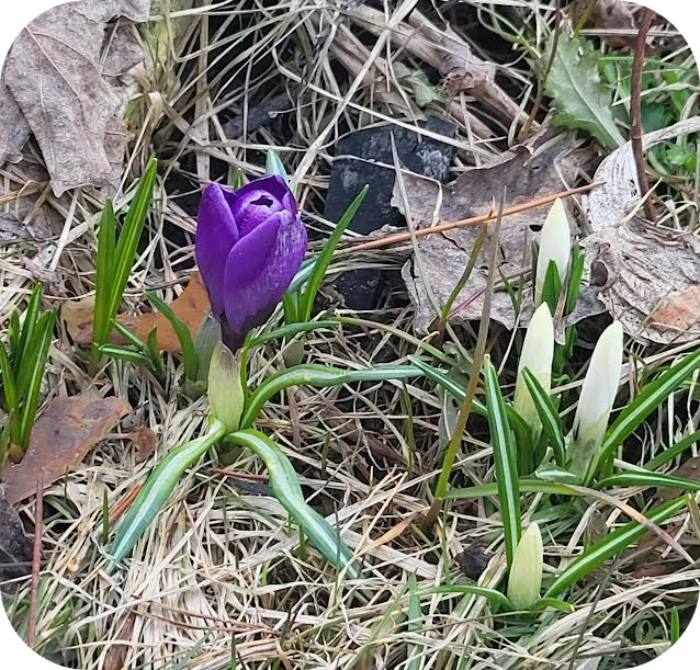 Isn't it amazing how such a tiny bulb can  lie dormant throughout the winter, and then in the early days of Spring  grow into a beautiful flower. I think that it offers a message of hope, joy, renewal, and amazing resilience. 