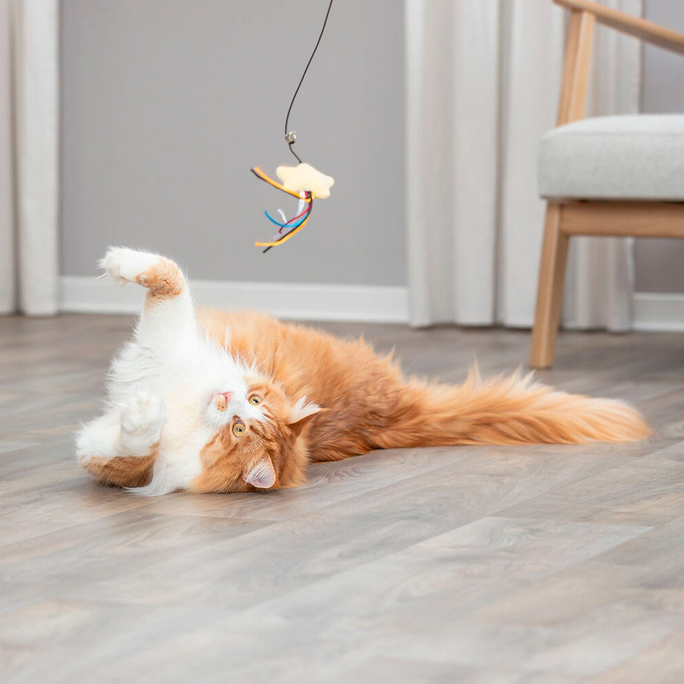 Miniatura: Bastão Com Estrela Em Pelúcia Para Gatos