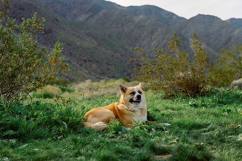 Family dog resting in green desert grass beneath the San Jacinto Mountains during a spring family photography session at Ship Rock in Palm Springs, California.