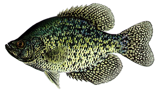 Black_Crappie.png