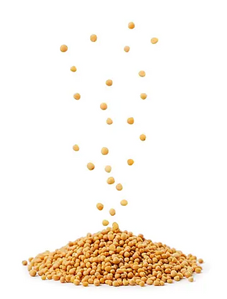Mustard seeds falling onto a pile against a white background, showcasing a dynamic motion with seeds suspended in mid-air.