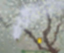 매화밥7,37.9×45.5cm,Oil on canvas,2025