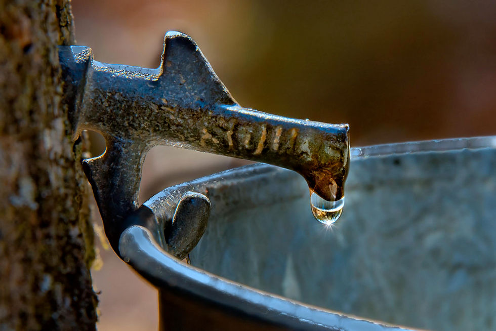 Healthy Sugarbush Practices