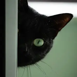 PET