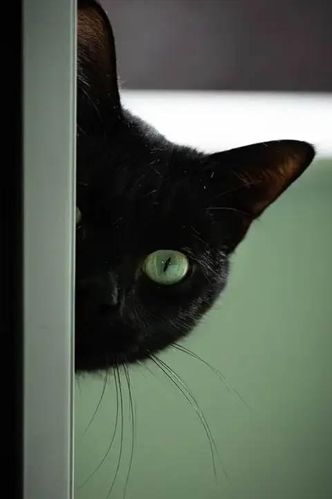 PET