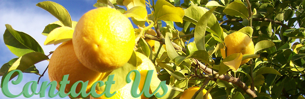 Contact-Us-Free-Banner-Website-Design-Billings-Montana-by-SkyPoint-Studios.png