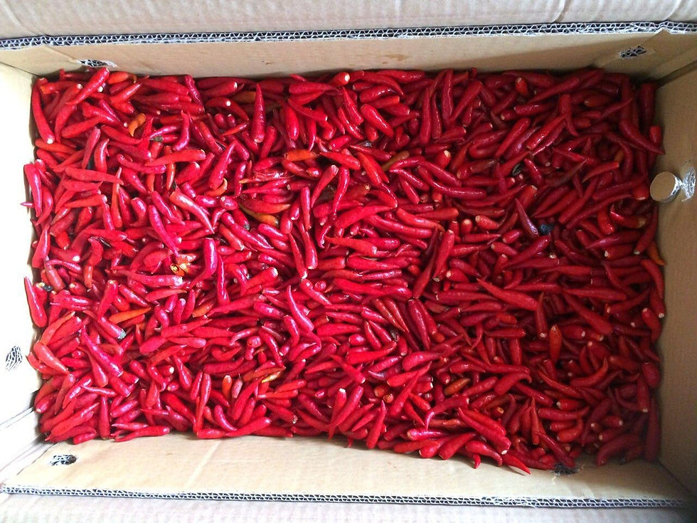Thumbnail: Chili Padi