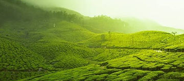 Ooty & Coonoor 3 Days Tour Package from Bangalore.