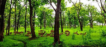 Mysore, Bandipur & Ooty 4 Days Tour Package from Mysore.