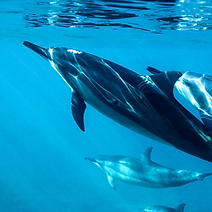 bimini dolphins