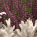 _MG_4267_edited.jpg