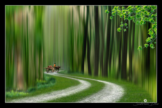 TOWARDS WOODS # 2.jpg