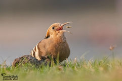 COMMON HOOPOE TOSS.jpg