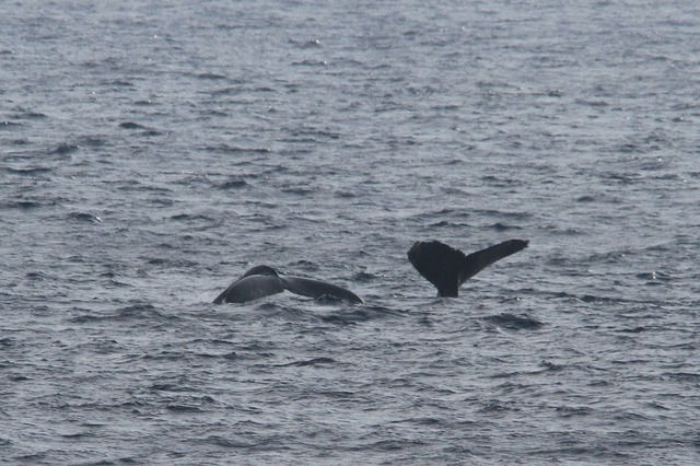 ホテル前クジラ①