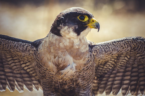 peregrine falcon with open wings , bird of high speed.jpg
