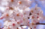 sakura.jpg