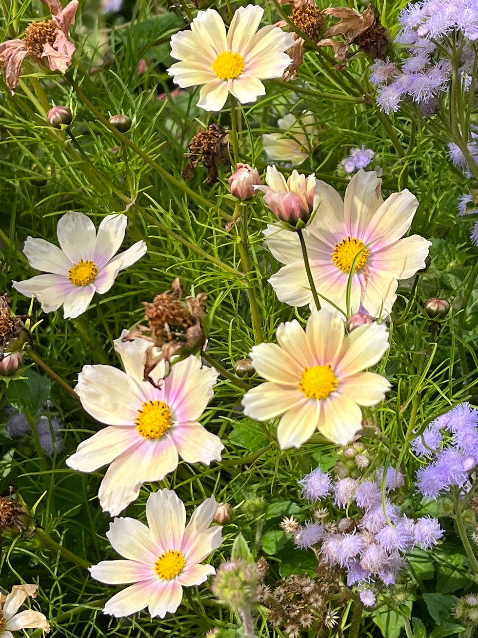 Thumbnail: COSMOS FLOWER ESSENCE