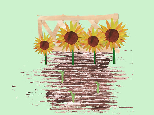 sunflower patch and sprouts.jpg