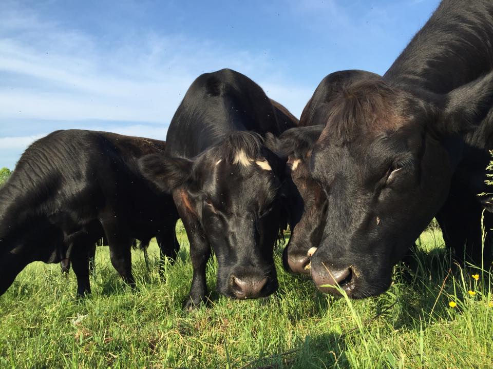 Stoney Hill Cattle Company - Charlestown, Rhode Island