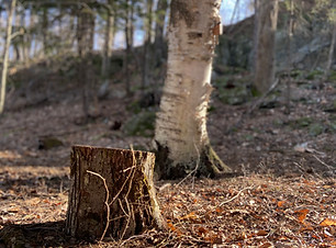 Stump sit spot
