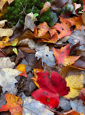 Forest Floor in September