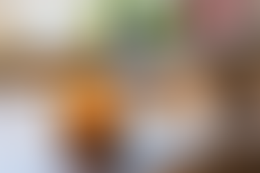 ノラネコやワンちゃんのおしっこ対策にお勧めな方法とは？