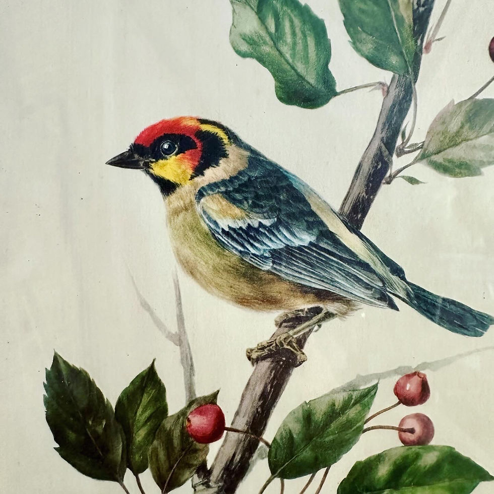 Miniature : Litho oiseau sauvage Marlin