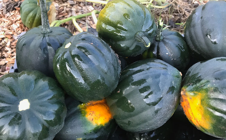 Autumn Vegetable Season