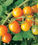 Cherry Tomatoes Are Here