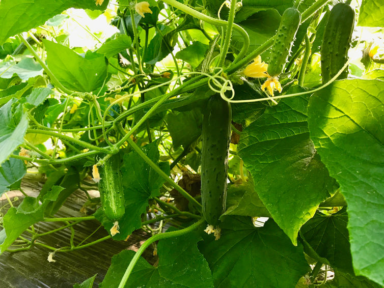Cucumber Season is Here