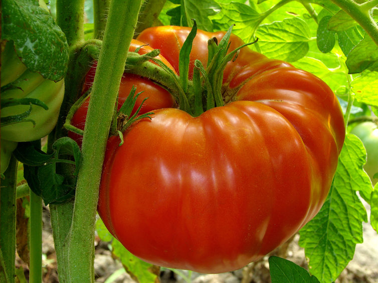 A Crash Course on Tomatoes