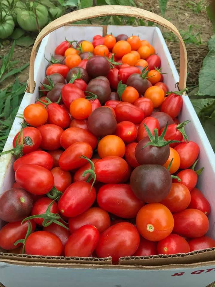 Tomatoes and Eggplant!