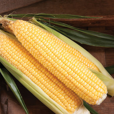 Adding Corn to the Mix