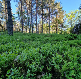Denna veckas orienteringsträning sker vid Stefantorp i trakten kring Glypen, ca 10 min bilfärd längs Kisa-vägen söder om Åtvidaberg. Här finns möjlighet till orientering med lite mer skogskaraktär jämfört med de senaste veckornas orienteringsträningar. På tisdag (2 juni) är det fri start mellan 17-18. Vill man springa vid annat tillfälle finns kartor att ladda ner, samt finns utskrivna i brevlådan som hänger vid starten. 

Denna vecka är det Simon Jakobsson som har lagt banorna. Simon, som bor i kommunen, springer för Västerviks OK och är även landslagstränare idet tyska orienteringslandslaget! Det kommer att finns flera banor med olika längder att välja mellan. 

Som vanligt körs även barn-träningen på tisdag med start kl 17.30 på samma ställe.

Välkomna!
