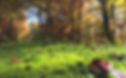 forest-floor-1031143_1920.jpg