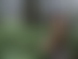 THE BLUE MOUNTAINS; TAKE A STEP BACK IN TIME