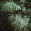 Miniatura: Gardens of Oahu