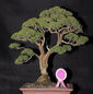 1st edition Bonsai Carnival in April 2011_17.jpeg